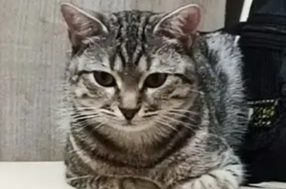 Пропала кошка, Заводская пл., 18, Астрахань