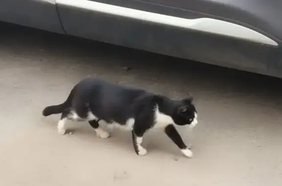 Найдена кошка, , фото: Кошка найдена, Ладожская ул. 148, Пенза