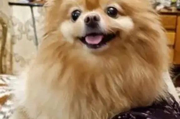 Шпиц найден в ТЦ Пролетарский, Тула