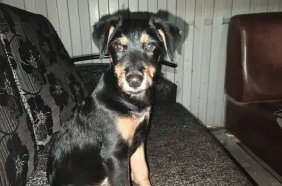 Щенок найден, Московское шоссе, Ульяновск