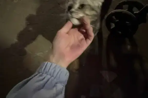 Найдена кошка, Набережные Челны, фото: Серая кошка найдена на пр. Сююмбике, НЧ