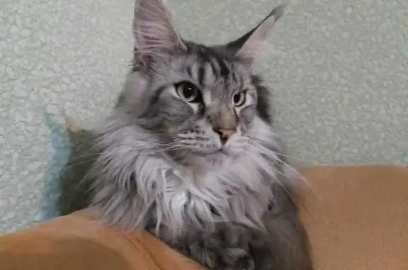 Кошки потеряшки, Ховрино, фото: Потеряшка кошка, Ховрино, ул. Серый 66