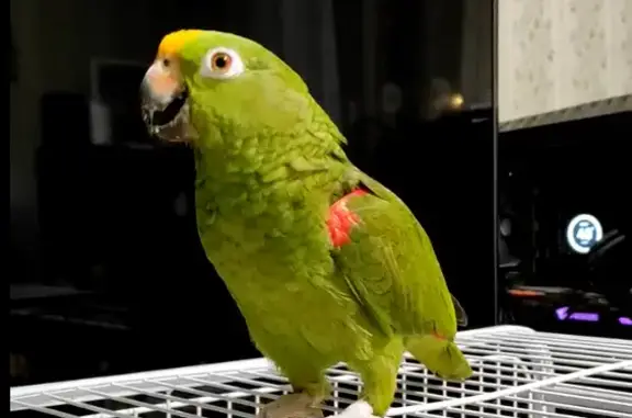 Объявления о пропавших и найденных животных, Московская область, фото: Пропал попугай, Венюково, МО