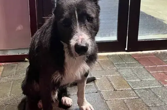 Найдена собака, ул. Портовая, 279А