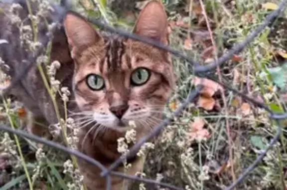 Найдена кошка, Белоозёрский, фото: Кошка найдена у д/с 25, Молодёжная 6