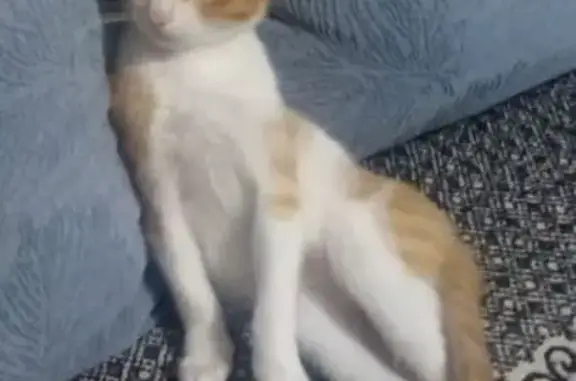 Кошки потеряшки, Армавир, фото: Потеряшка котёнок, Армавир, Железнодорожная 63