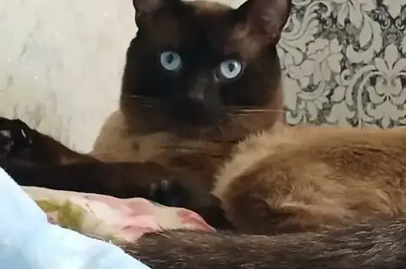 Пропала сиамская кошка, Комарова 15, Туймазы