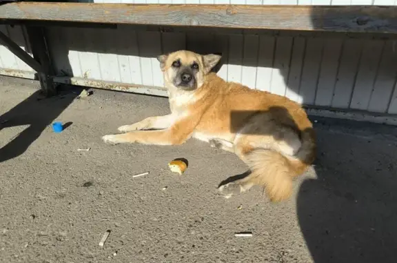 Собаки потеряшки, Иваново, фото: Потеряшка собака, ул. Шубиных, Иваново