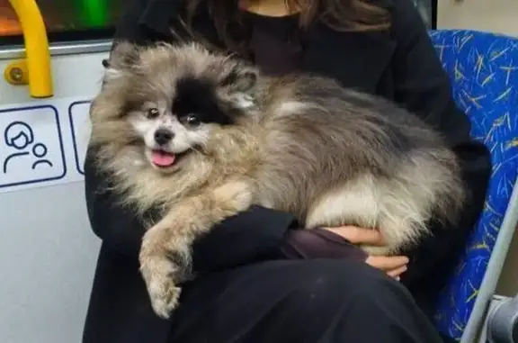 Собака найдена: Партизана Германа, 39 к2