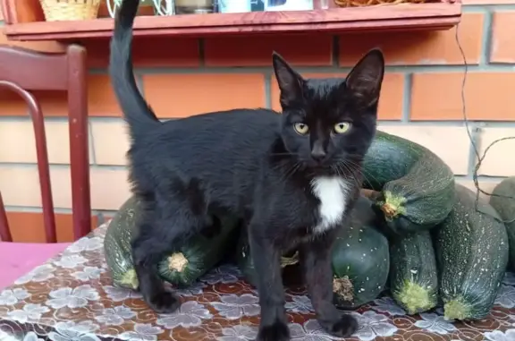 Кошка найдена у Луна́чарского, 24А, Йошкар-Ола