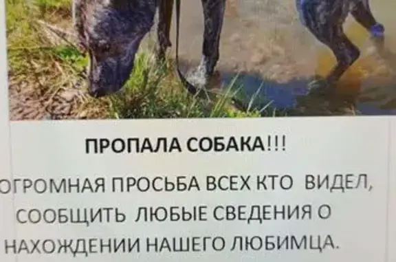 Пропала собака, Красноярск, Красноярский край