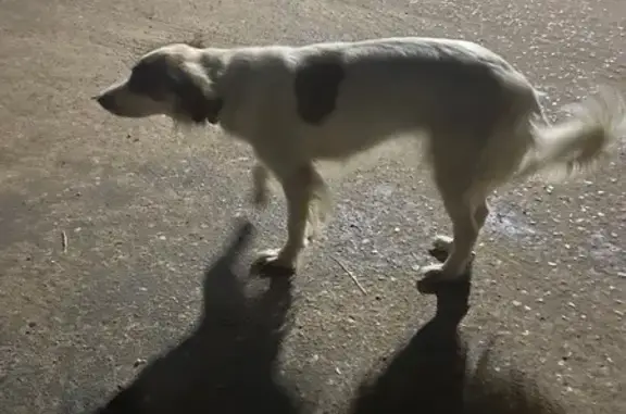 Собака найдена: пр. Дзержинского, 6 к2