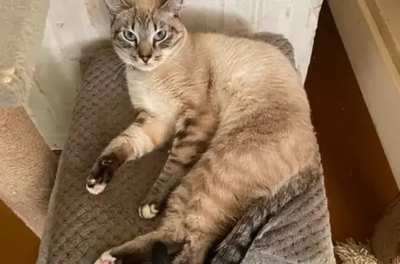 Пропала кошка, Прижелезнодорожная, Котлас