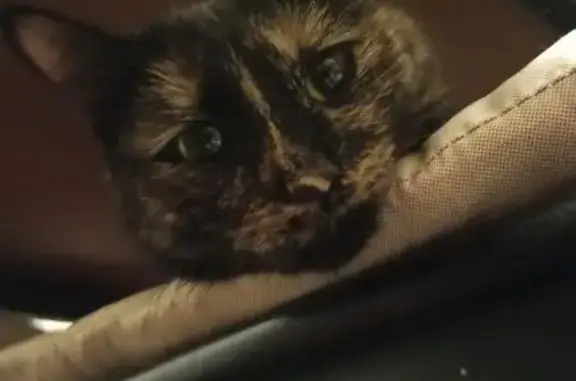 Пропала кошка, ул. 250-летия Челябинска, 9