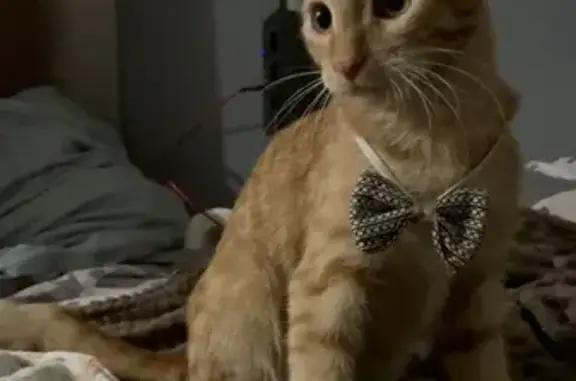 Пропала кошка, Тельмана 12, Курган