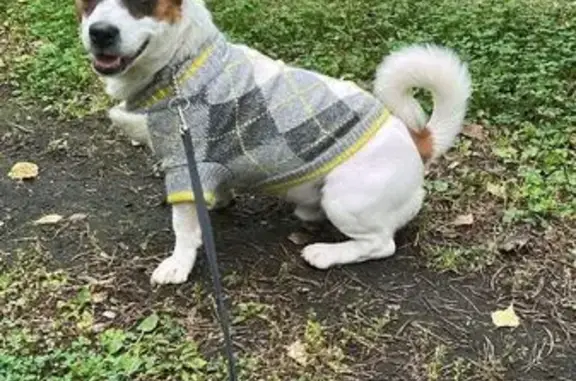 Пропала собака, Набережная 133, Братск