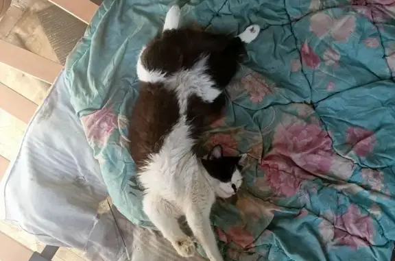 Кошки потеряшки, Абаза, фото: Потеряшка кошка, Фестивальная 5, Абаза