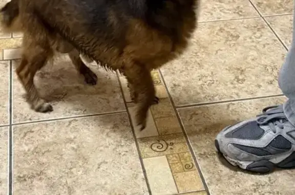 Найдена собака, Москва, фото: Собака найдена: Ковров переулок, 15, Москва