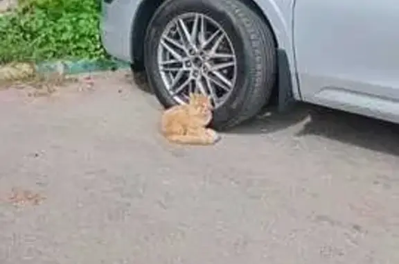 Кошка найдена: Сколковское шоссе, 9 к1