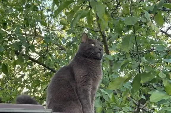 Пропала кошка, Казань, Татарстан