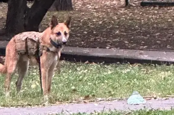 Собака на ул. Ф. Полетаева, д. 7, Москва