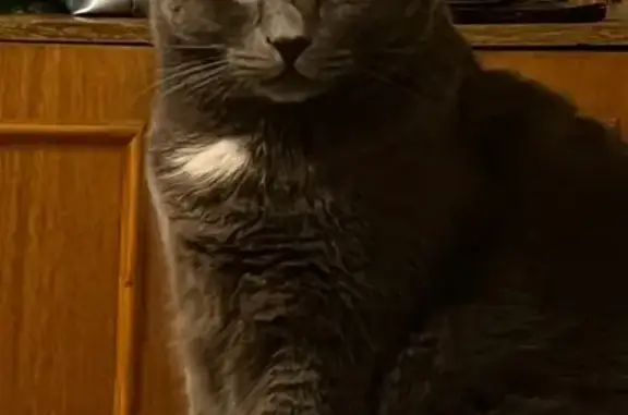 Потерянные животные Симферополь, фото: Пропал кот, ул. Морозова 19, Симферополь