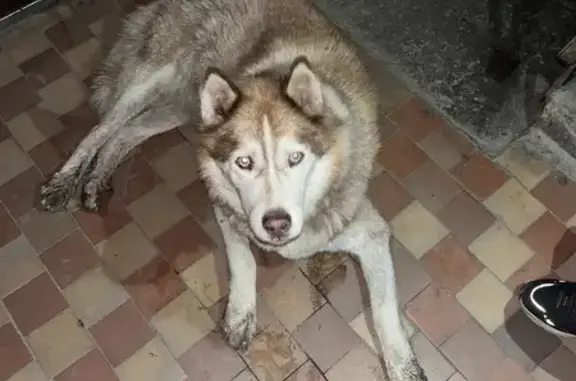 Собака найдена, Челябинск, подъезд