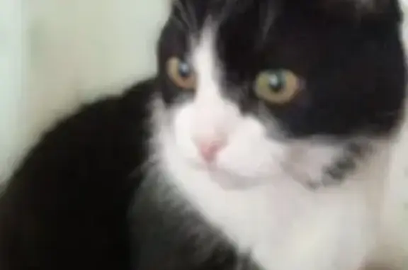 Найдена кошка, Луганск, фото: Кошка найдена, кв. Солнечный, 16, Луганск