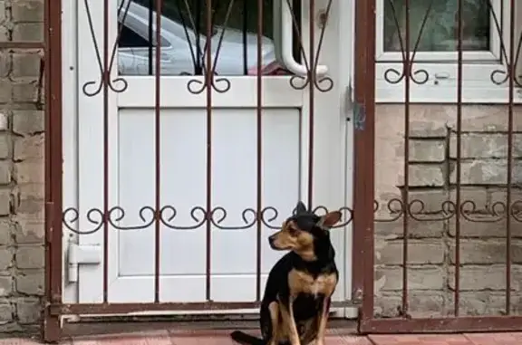 Собака найдена у 79 Гвард. Дивизии, 10/2