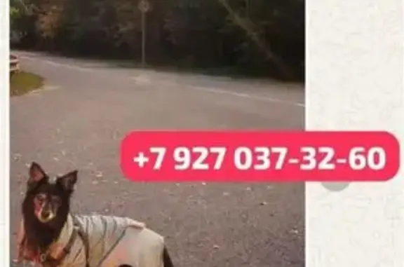 Найдена собака, , фото: Собака найдена: Казань, Татарстан