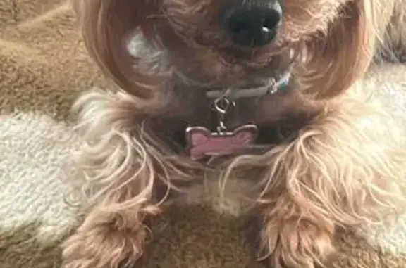 Пропала собака, ул. Мартьянова 16, Минусинск