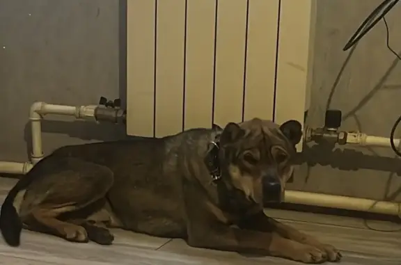 Собаки потеряшки, Хабаровск, фото: Потеряшка собака, Артёмовская ул., Хабаровск