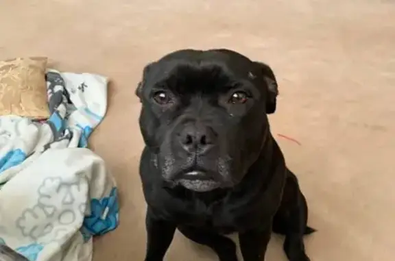 Собаки потеряшки, Светлогорск, фото: Потеряшка собака, Садовая ул. 2В, Светлогорск