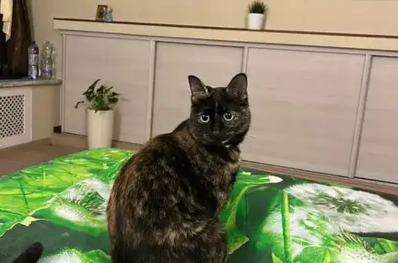 Пропала трехшерстная кошка, ул. Правды 51