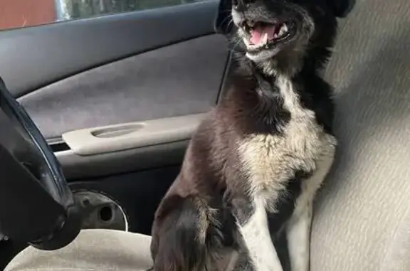 Пропала собака, ул. Дзержинского 24, Черногорск