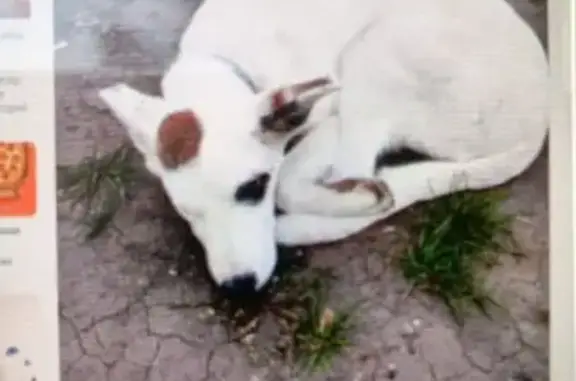 Пропала собака, Молодёжный пр., Красноярск