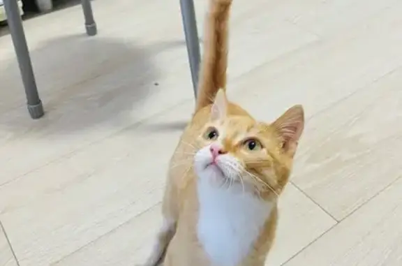 Кошка найдена: Чита, Забайкалье