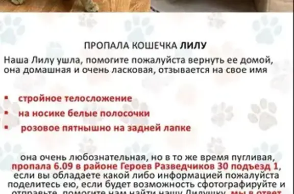 Пропала кошка Лилу, ул. Героев-Разведчиков, 30