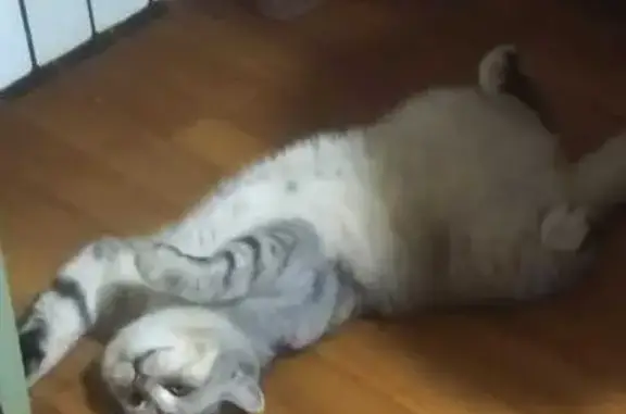 Пропала кошка, ул. Толстого, Кузнецк