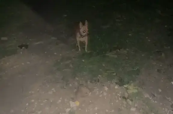 Найдена собака, Долгопрудный, фото: Найден той терьер: Лихачёвское ш. 11А