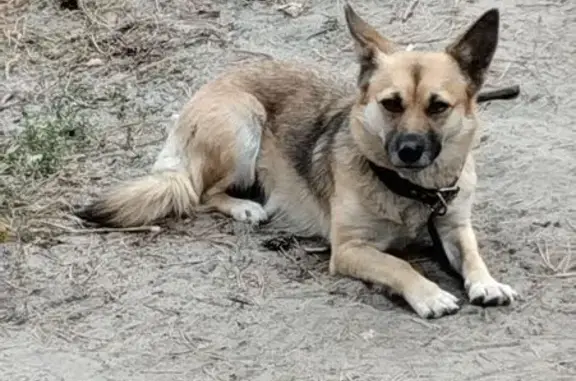 Найдена собака, Воронеж, фото: Собака найдена: ул. Б. Хмельницкого, 10