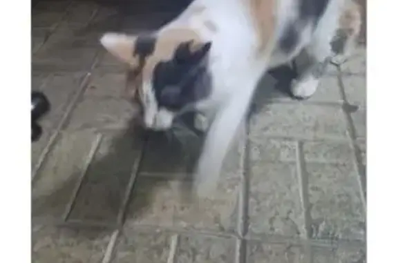 Кошка найдена: Казань, Татарстан