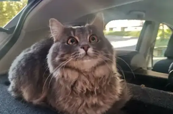 Объявления о пропавших и найденных животных, Новоуральск, фото: Серая кошка найдена на Комсомольской, Новоуральск