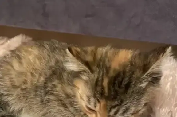 Найдена кошка, Серпухов, фото: Кошка найдена, Чернышевского 32, Серпухов