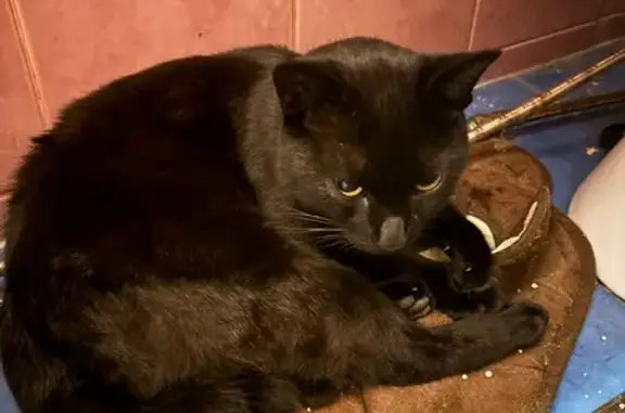 Найдена черная кошка, ул. Даниловского, Хабаровск