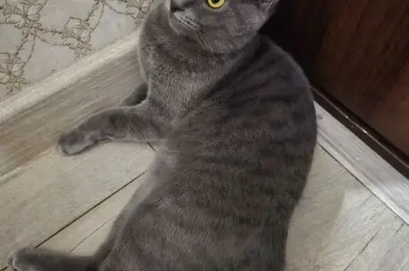 Кошки потеряшки, Каспийск, фото: Потеряшка кошка, ул. Хизроева, 23, Каспийск