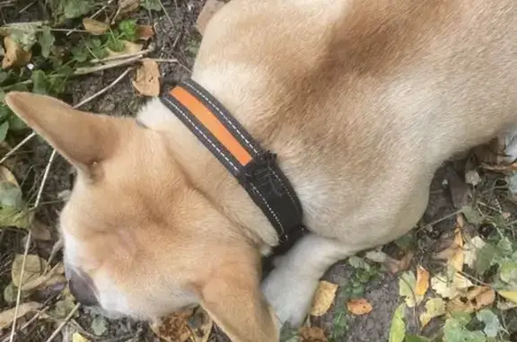 Собака найдена: Нижний Новгород, обл.