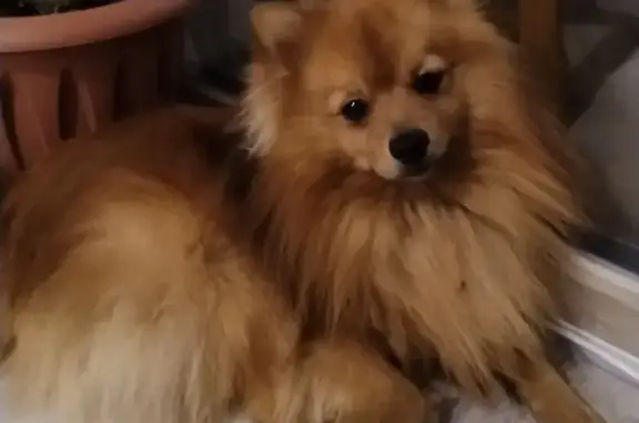 Пропала собака у СНТ «Изумруд», Мостовское