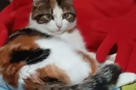 Кошки потеряшки, Анапа, фото: Потеряшка кошка, Терская 154, Анапа