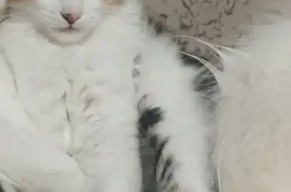 Пропала кошка, ул. Энергетиков, Майма